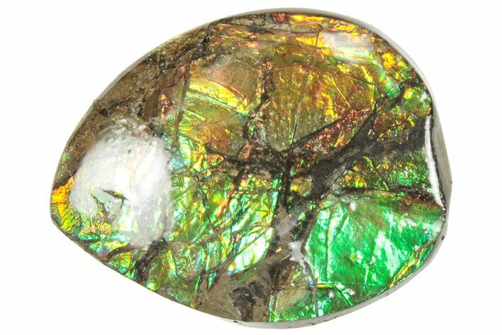 Iridescent Ammolite (Fossil Ammonite Shell) - Alberta #357422